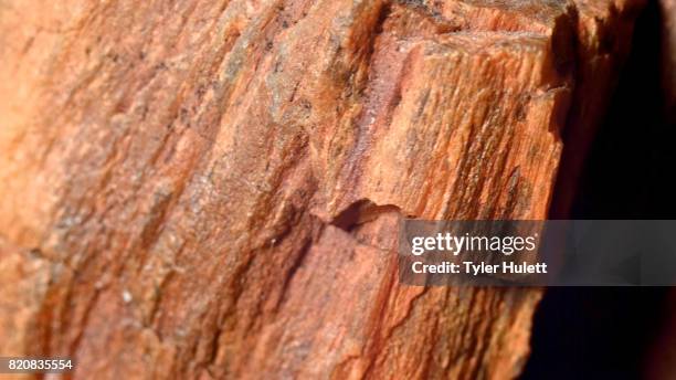 close up of petrified wood fossil fossilized rock from same oregon formations as john day fossil beds national monument 1 - petrified wood stock-fotos und bilder