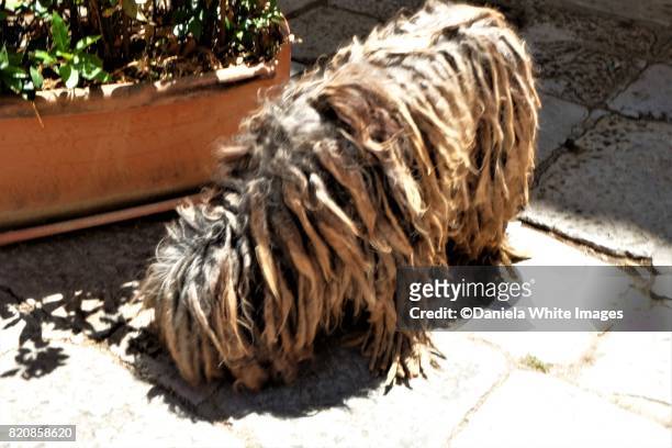 shaggy dog - komondor stock pictures, royalty-free photos & images