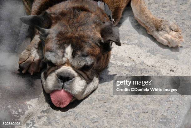 bulldog asleep on the floor - hijgen stockfoto's en -beelden