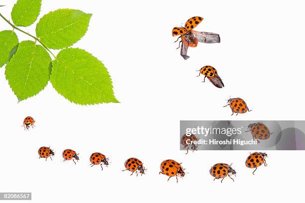 ladybird beetles - nyckelpiga bildbanksfoton och bilder