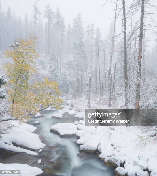 autumnal tree in a winter setting. - tatras slovakia stock pictures, royalty-free photos & images