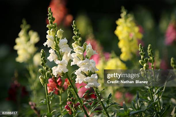 snapdragons - snapdragon stock pictures, royalty-free photos & images