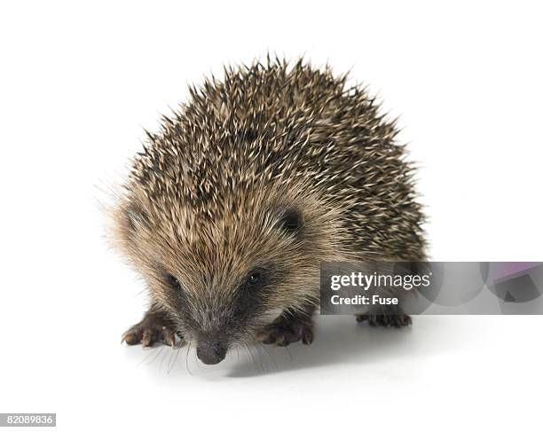 young hedgehog - igel stock-fotos und bilder