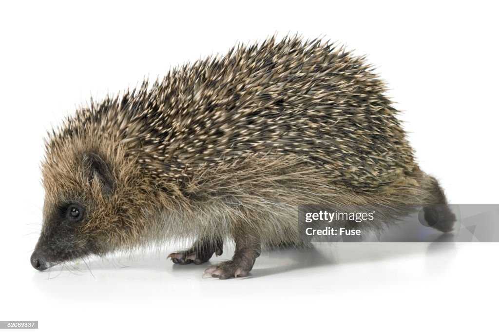 Young Hedgehog