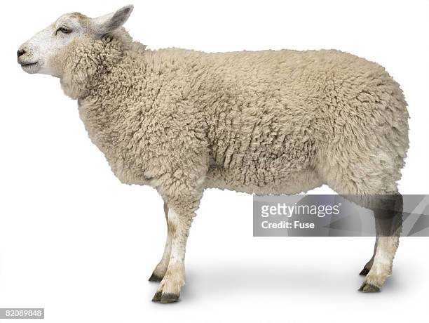 574 Sheep Profile Photos and Premium High Res Pictures - Getty Images