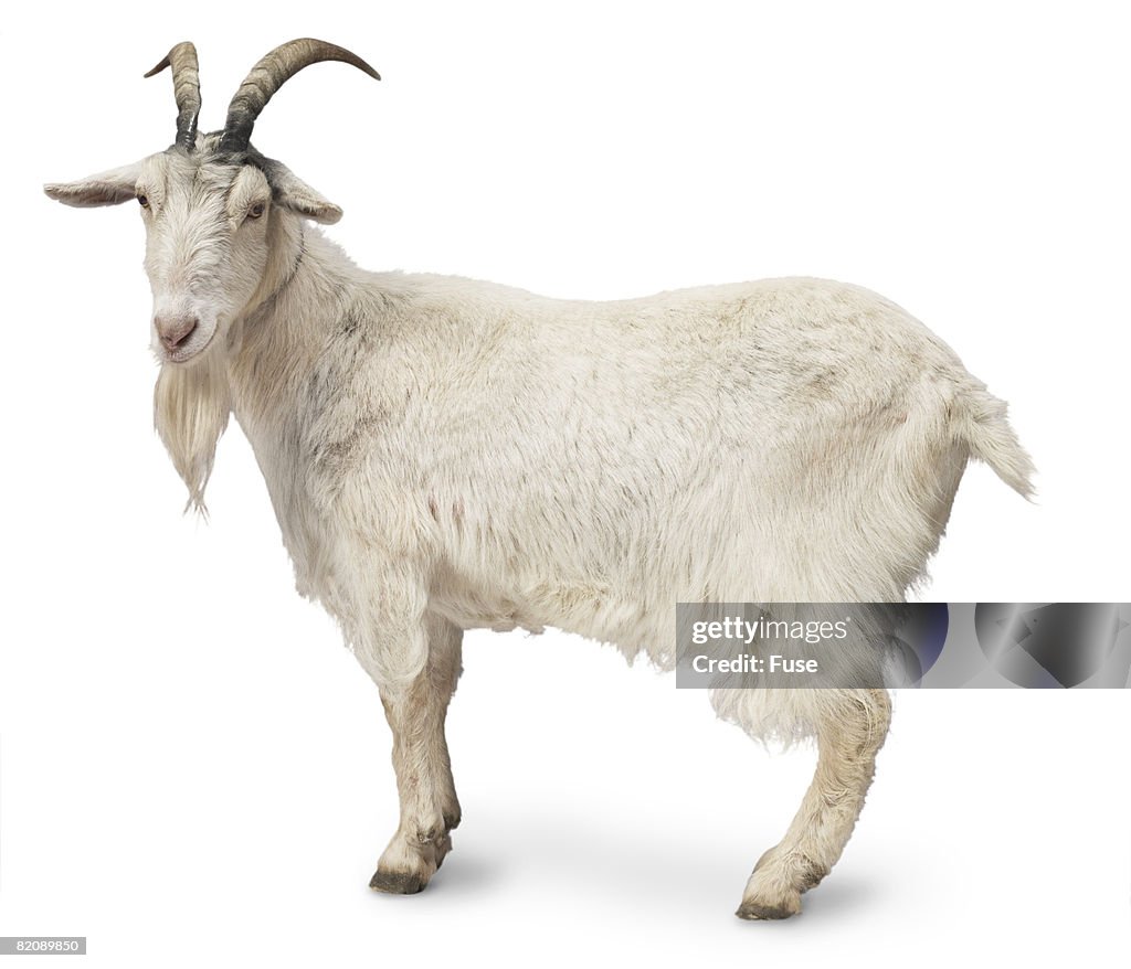 Billy Goat