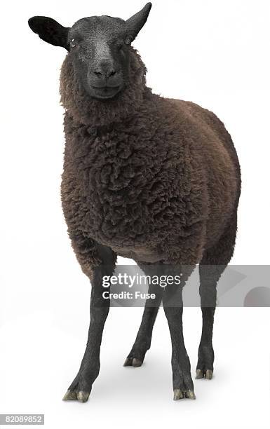 black sheep - sheep cut out stock pictures, royalty-free photos & images