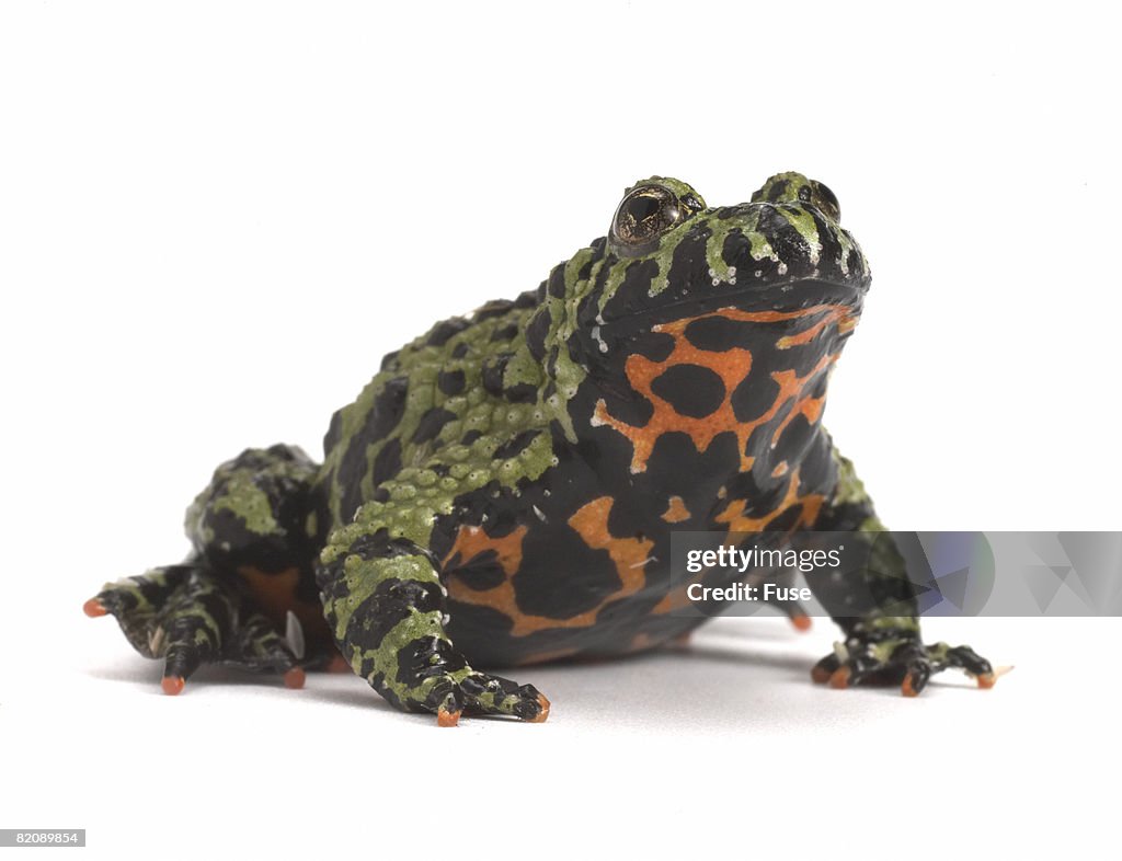 Fire-Bellied Toad