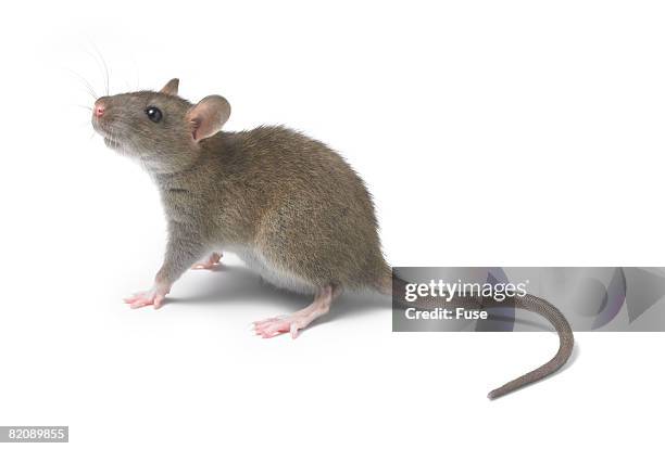 young rat - rat isolated stock pictures, royalty-free photos & images