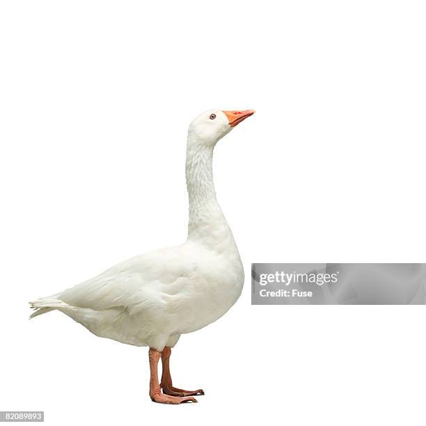 domestic goose - goose foto e immagini stock