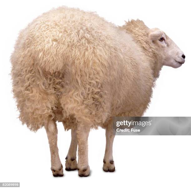 Sheep Rind Back 617 Back Sheep Stock Photos, High-Res Pictures, and Images - Getty Images