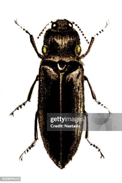 Pyrophorus Noctilucus Photos and Premium High Res Pictures - Getty Images