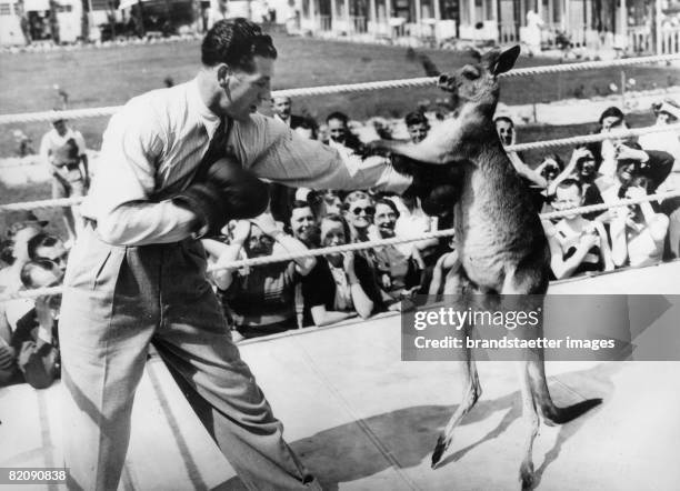 The british cruiser weight champion Jean Harvey boxing with a kangaroo, Photograph, Around 1930 [Schlagabtausch des britischen...