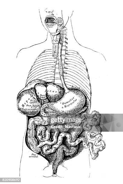 stockillustraties, clipart, cartoons en iconen met menselijke interne organen - menselijke twaalfvingerige darm