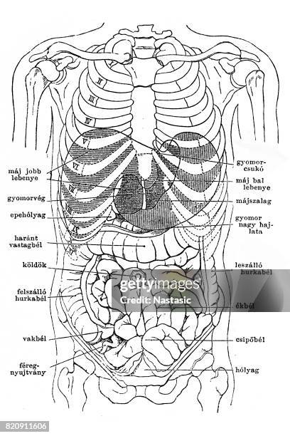 ilustrações de stock, clip art, desenhos animados e ícones de human internal organs - duodeno humano