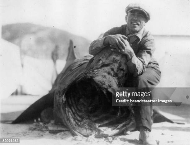 Meter long shark was chaught in the north of Santa Monica, Photograph, Around 1930 [Ein 18 m langer Haifisch wurde n?rdlich von Santa Monica...