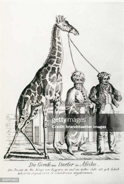 Giraffe for the Schoenbrunn zoo: "The giraffe from Dafur in Africa, A present of the vice king of egypt, one and a half years old, 9 1/2 feet tall,...