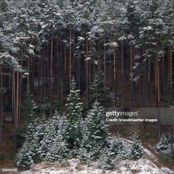 Wood near Streith in winter, Lower Austria/Waldviertel, Photograph, Around 2004 [Winterwald bei Streith, Waldviertel, Photographie, Um 2004]