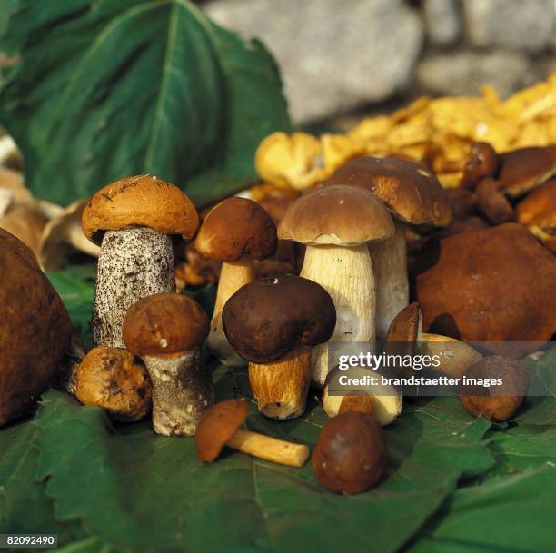 Mushrooms: Ceps, Chantarelles, Suillus luteus, Photograph, Austria, Around 2004 [Steinpilze, Maronenr?hrlinge, Rotkappen und Eierschwammerl,...