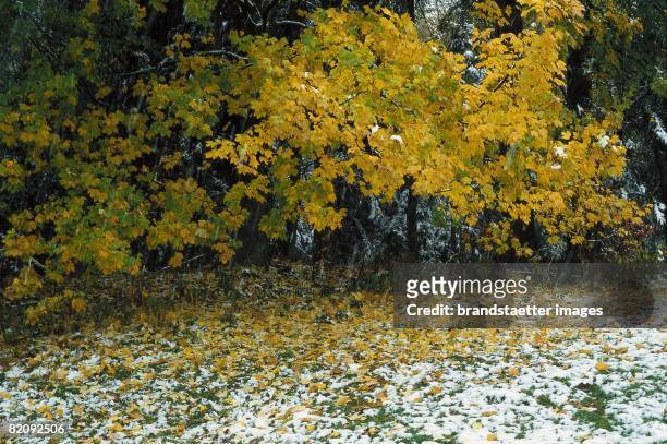 Trees with yellow leaves at the skirts of the forest near Kothores in the Austrian Waldviertel at the beginning of winter, The ground is slightly...