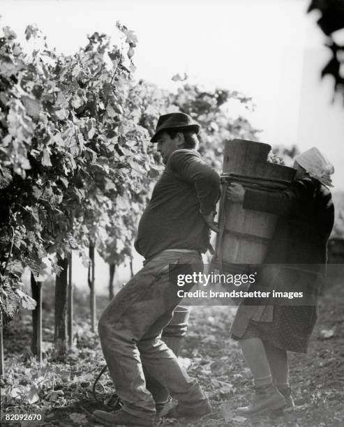 At the vine-harvest in the Wachau, Lower Austria, Photograph, Austria, Around 1950 [Bei der Weinernte in der Wachau, Photographie, ?sterreich, Um...