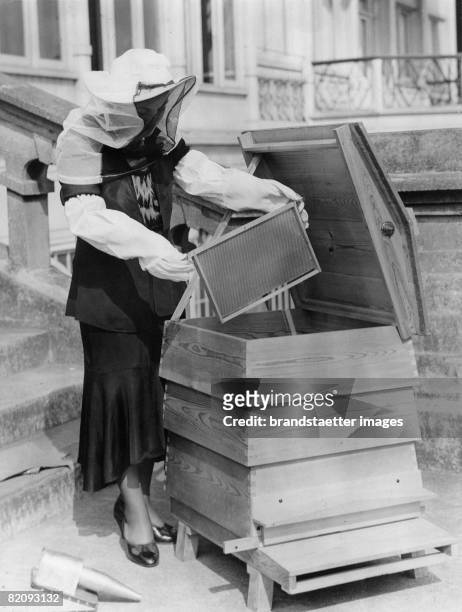 At the beekeepers exhibition in the London Crystal Palace, A young woman taking honey from a beehive, Photograph, England, Sept, 9th 1921 [Bei der...