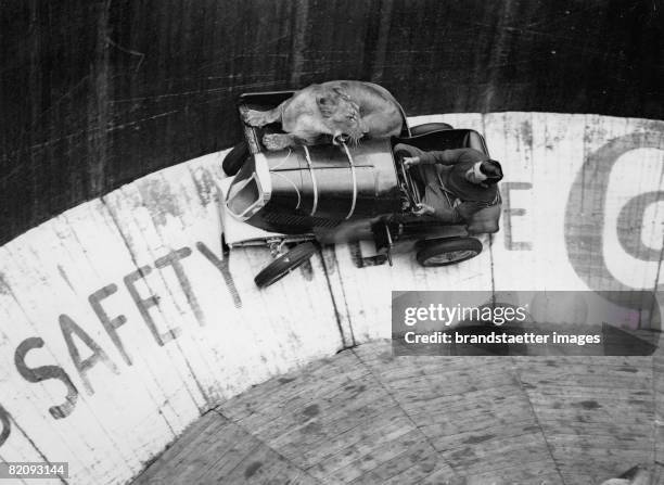 Stuntman is taking a lioness for a ride, Photograph, London, Around 1930 [Ein Stuntman f?hrt mit einer L?win auf der Motorhaube vor Publikum,...