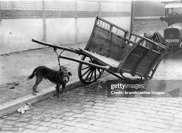 Dog is watching over a pushcart in the absence of his master, Photograph, Paris, Around 1930 [Ein Hund bewacht w?hrend der Abwesenheit seines...