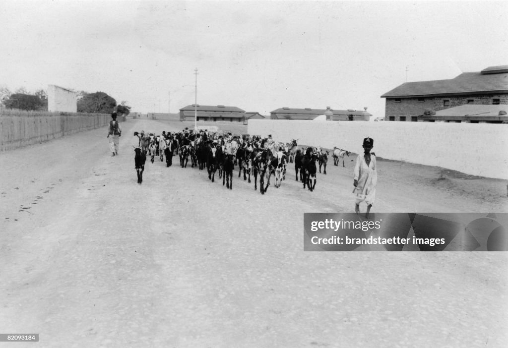 A herd of goats in India is leat through the desert to a heath, Karachi, Indien, Photograph, 1932