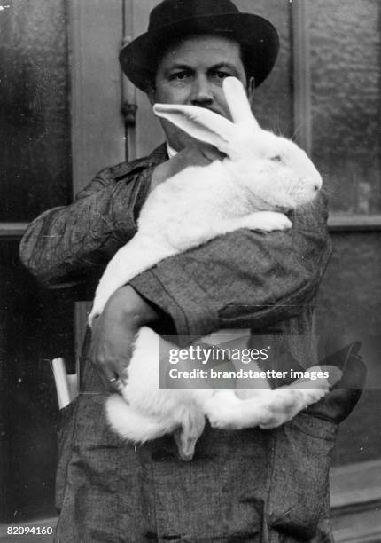 Big arctic hare on the arm of its owner, Photograph, Around 1935 [Ein grosser Schneehase auf dem Arm seines Besitzers, Photographie, Um 1935]