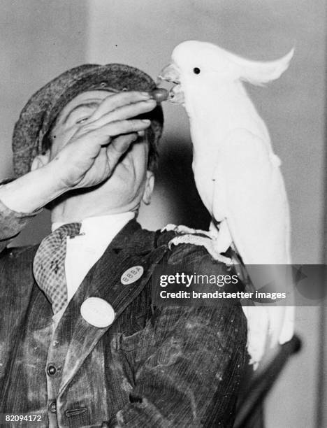 Man is feeding his parrot with a grape, Photograph, January 21st 1937 [Papagei wird mit einer Weintraube gef?ttert, Photographie J?nner 1937]