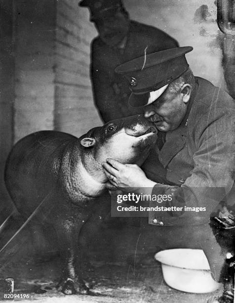 Hippo kissing his attendant, Photograph, Around 1935 [Ein Nilpferd k?sst seinen W?rter, Photographie, Um 1935]