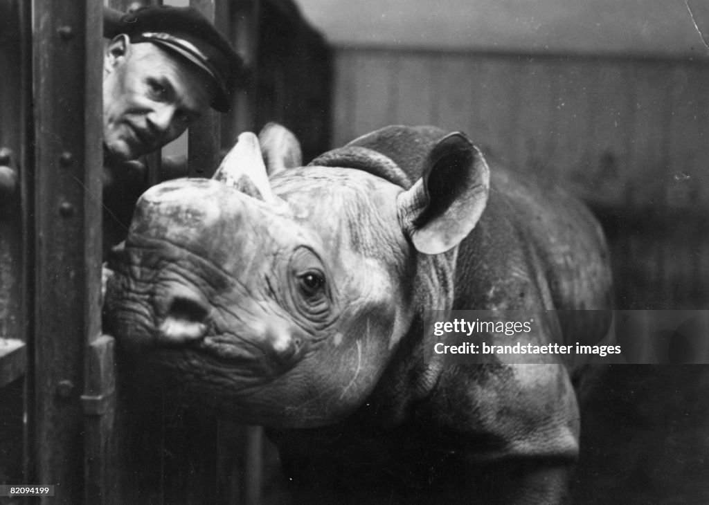 The new rhinoceros of the menagerie at Schoenbrunn palace with a value of 40,000 shillings, Photograph, Around 1935