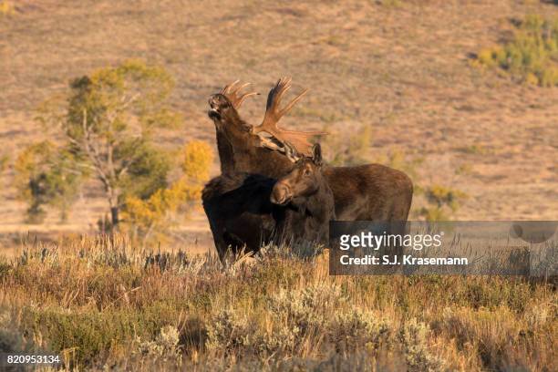 bull and cow moose standing close together.  bull is flehmening after smelling the cow's scent for mating readiness. - flehmen behaviour stock pictures, royalty-free photos & images