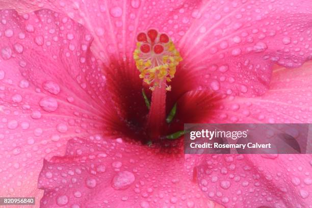centre of pink hibiscus flower with water drops. - estambre fotografías e imágenes de stock