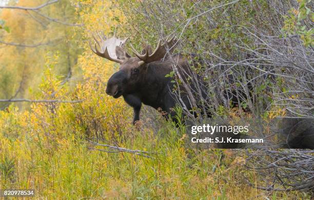 bull shiras moose looking out from behind autumn scrubland. - a shiras moose stock-fotos und bilder