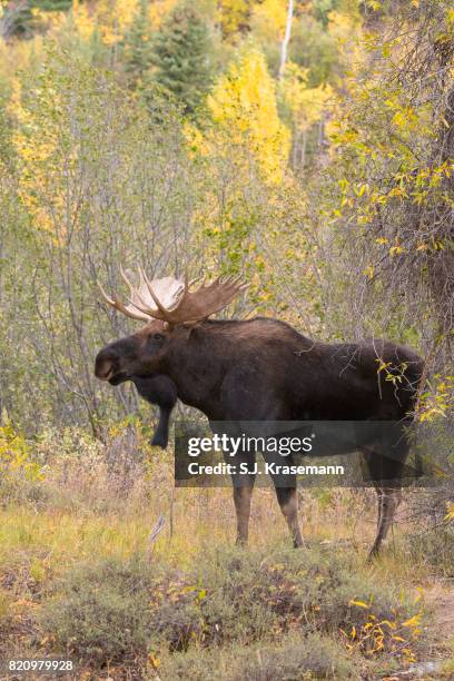 bull shiras moose standing in autumn forest, grand teton national park, wyoming. - a shiras moose stock pictures, royalty-free photos & images