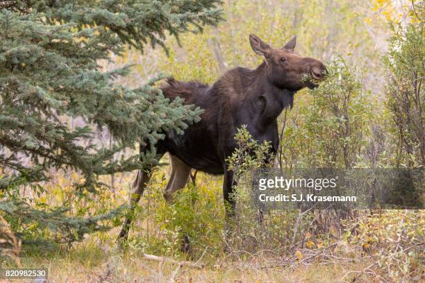 cow shiras moose standing in autumn forest, grand teton national park, wyoming. - a shiras moose stock pictures, royalty-free photos & images