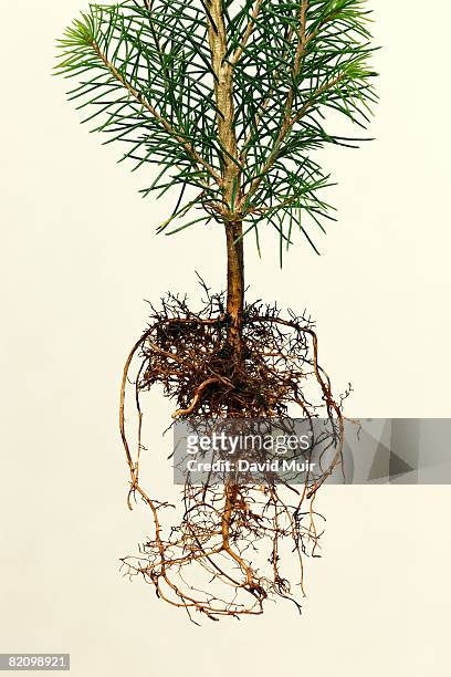 tree roots - root stockfoto's en -beelden