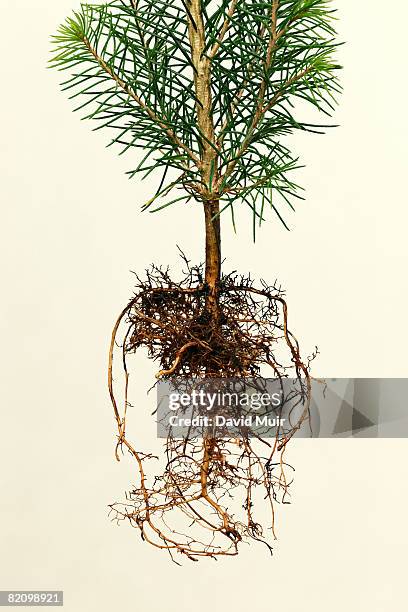 Evergreen Roots 2,890 Evergreen Tree Roots Stock Photos, High-Res Pictures, and Images ...