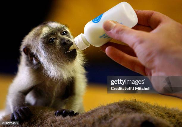 Zoo keeper feeds Diego, a three month old howler monkey, who is being hand reared at Edinburgh Zoo on July 29, 2008 in Edinburgh, Scotland. The black...