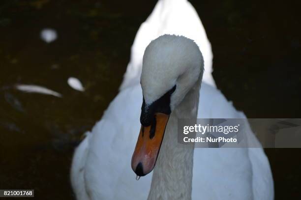 White swan is seen swimming on the water at the Kugulu Park in Ankara, Turkey on July 22, 2017.