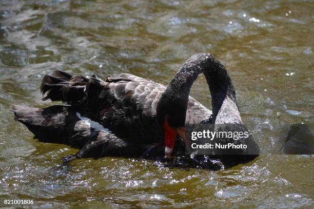 Black swan prepares to dive into the water at the Kugulu Park in Ankara, Turkey on July 22, 2017.