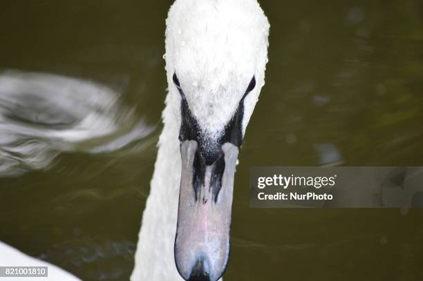 White swan is seen swimming on the water at the Kugulu Park in Ankara, Turkey on July 22, 2017.