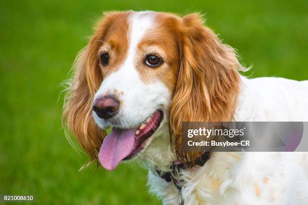 cocker spaniel dog enjoying the outdoors - cocker fotografías e imágenes de stock