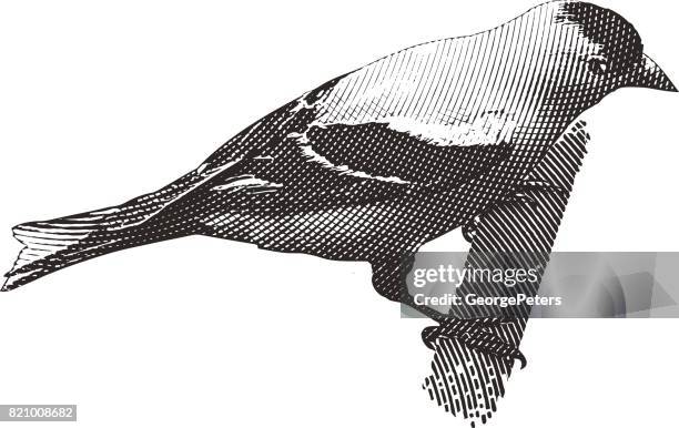 male goldfinch engraving - american goldfinch stock illustrations