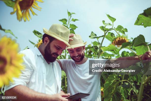 two farm workers examining sunflower field on digital tablet - macedonia country stock pictures, royalty-free photos & images