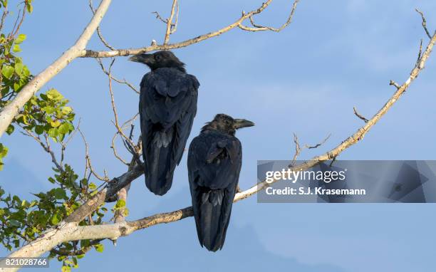 pair of common raven perched in dead tree branch. - dead raven stock-fotos und bilder