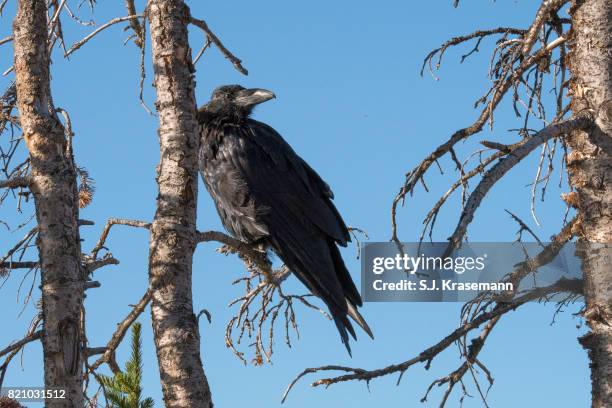 common raven perched in dead tree branch. - dead raven stock-fotos und bilder