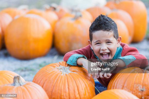 hispanic boy playing in pumpkin patch - pumpkin patch stock pictures, royalty-free photos & images